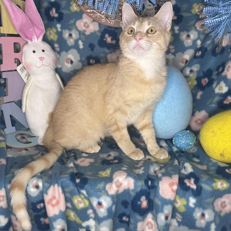 Pixie Dust thumbnail 5