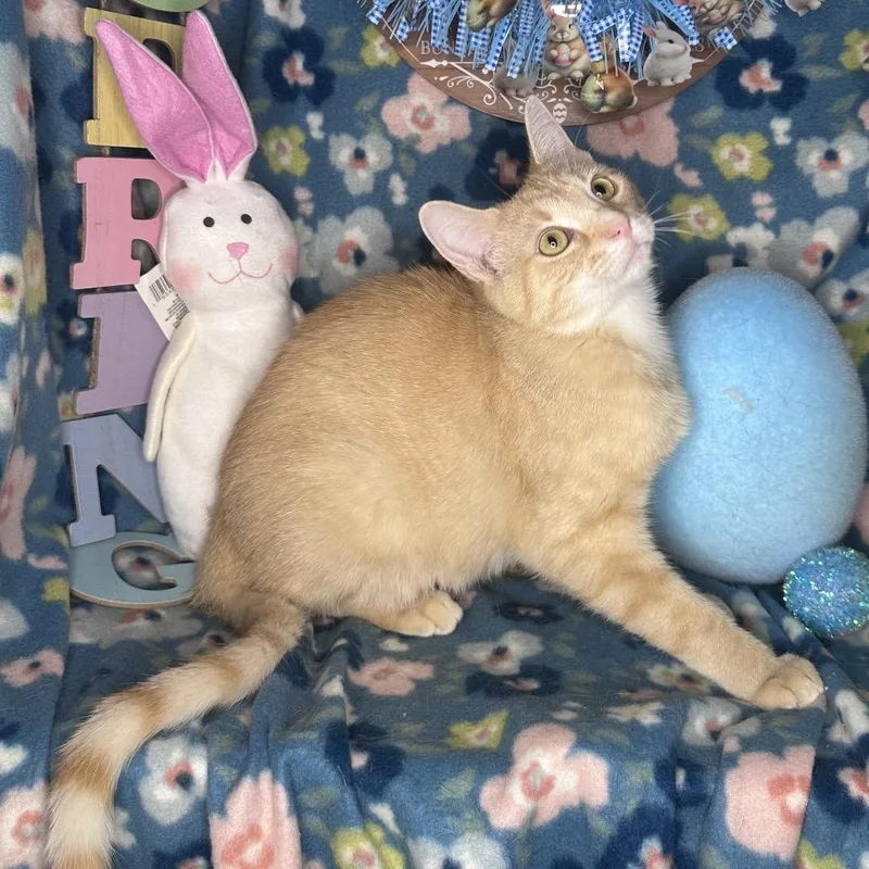 Pixie Dust thumbnail 6