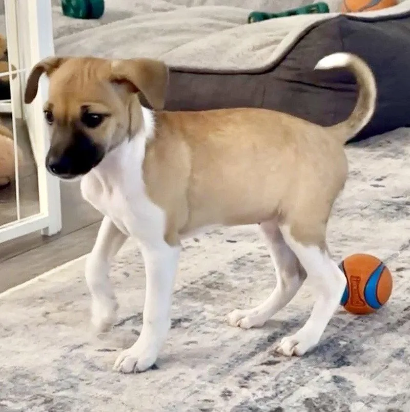 A baby small-sized female Jack Russell Terrier dog named Chloe for adoption in Omaha, NE