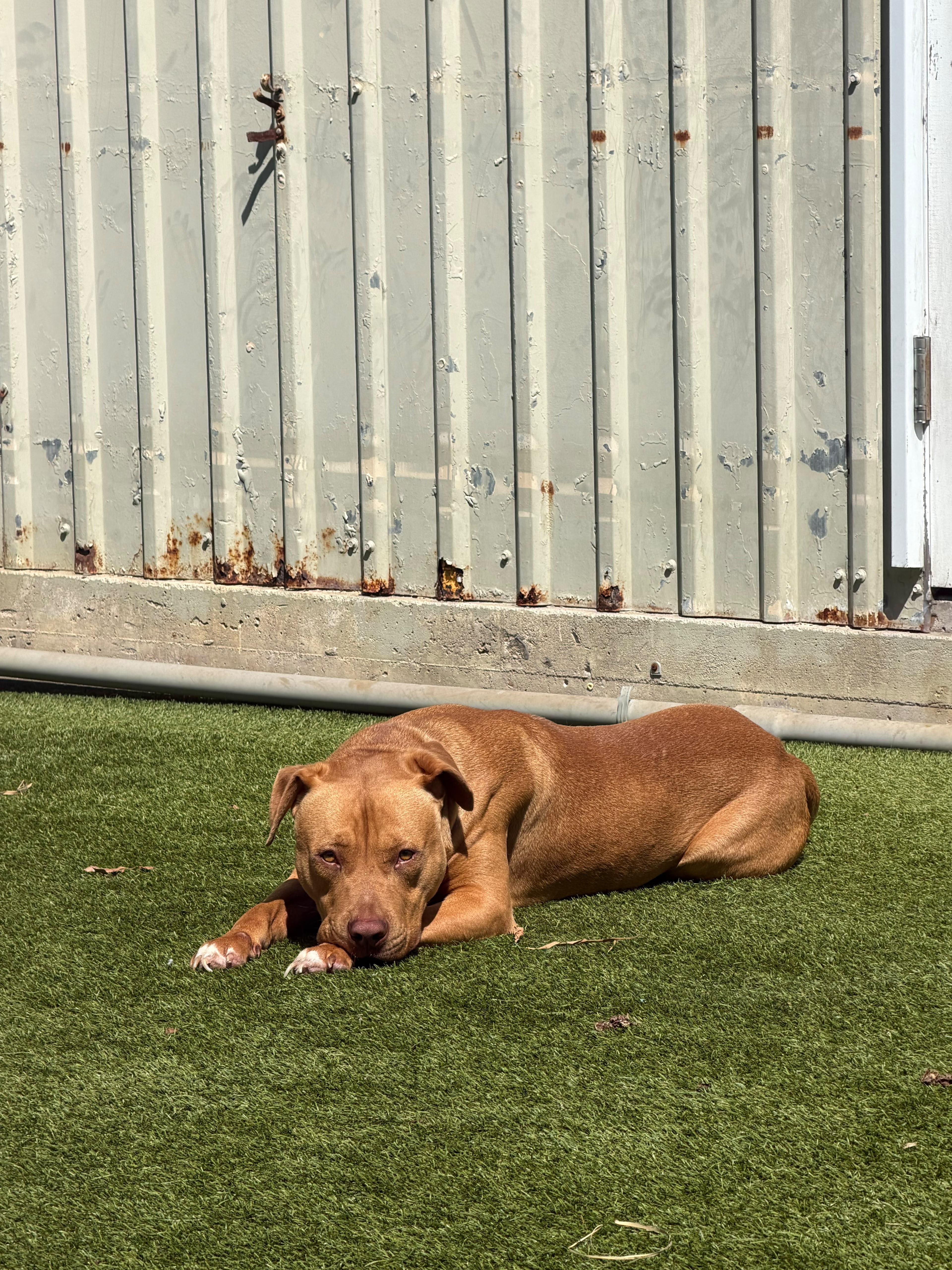 An adult medium-sized male Golden American Staffordshire Terrier dog named Peritoneal for adoption in Houston, TX