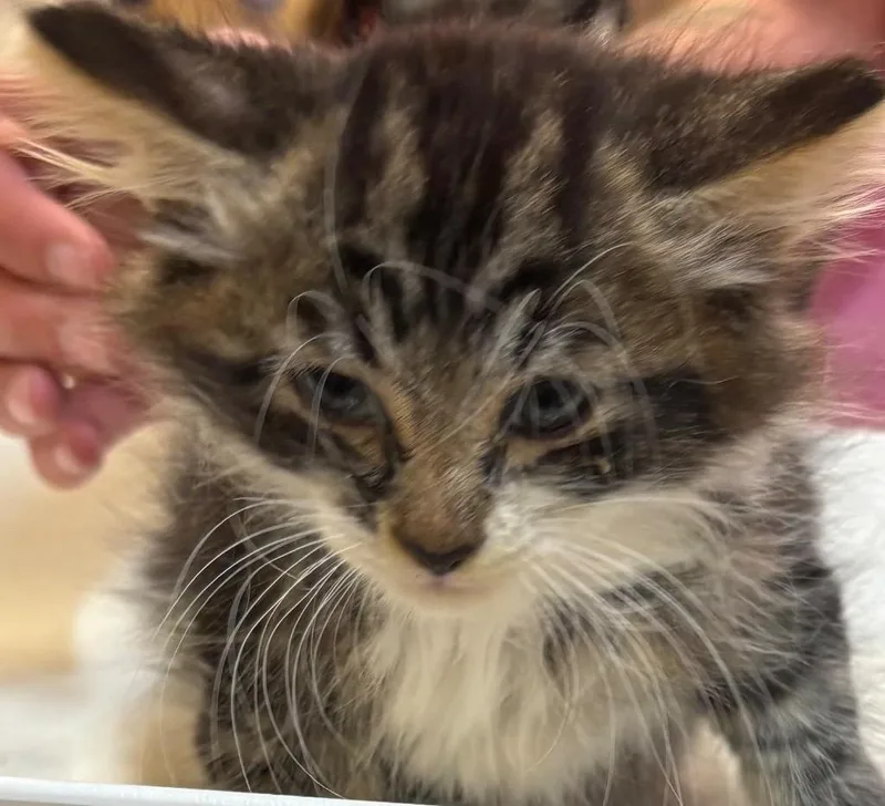A baby small-sized male Domestic Long Hair cat named Drago for adoption in Elizabethton, TN