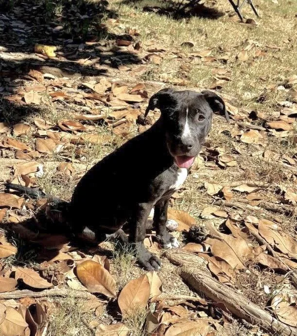 A baby medium-sized female Terrier dog named Stella for adoption in Southaven, MS
