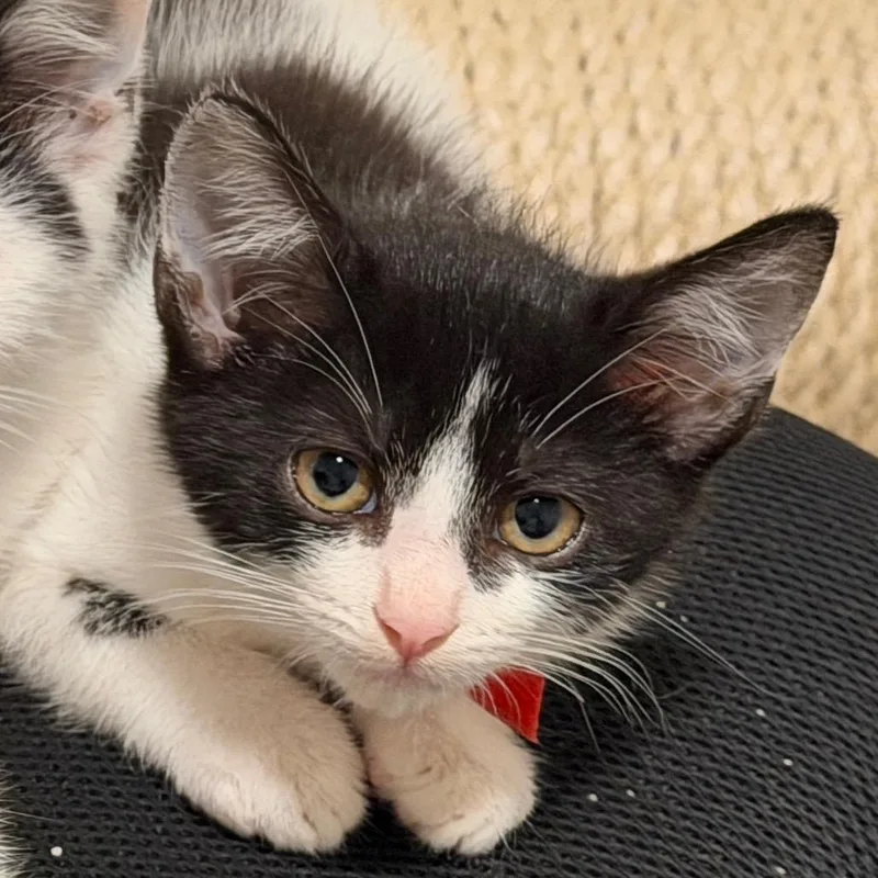 A baby small-sized male Black Domestic Short Hair cat named Mr Red for adoption in Georgetown, KY