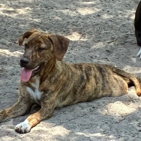 A young medium-sized female Red / Chestnut / Orange Catahoula Leopard Dog dog named Cassia for adoption in Morriston, FL