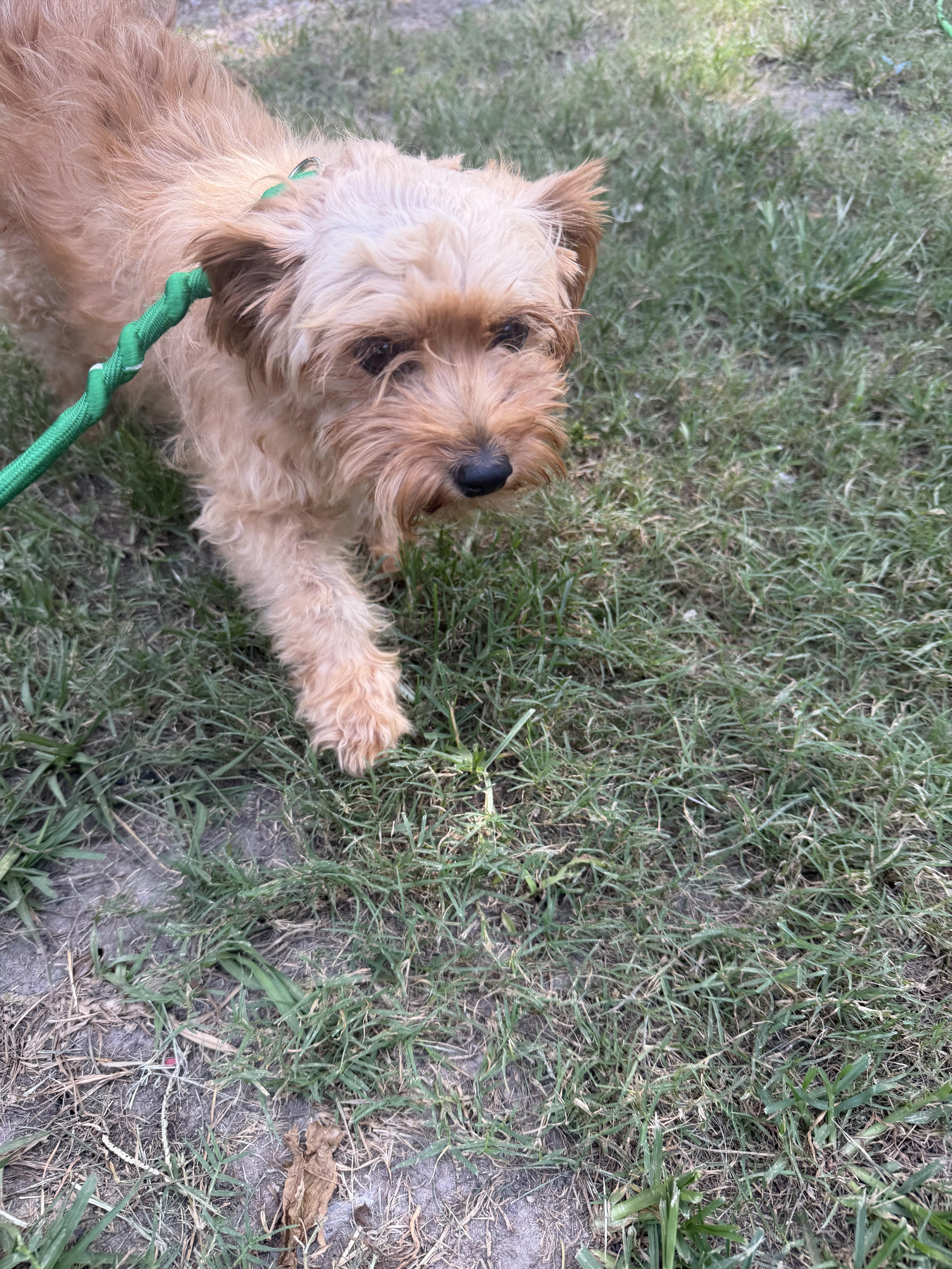An adult small-sized female Miniature Poodle dog named Sugar for adoption in Louise, TX