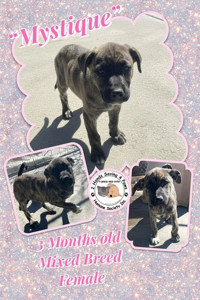 A baby small-sized female Brindle Labrador Retriever dog named Mystique for adoption in Thomson , GA