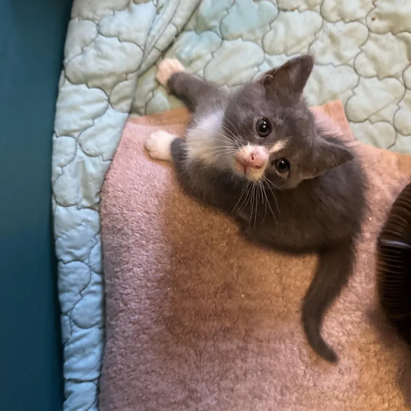 An adult medium-sized female Gray / Blue / Silver Domestic Short Hair cat named Sparkle ~ C for adoption in Minnetonka, MN
