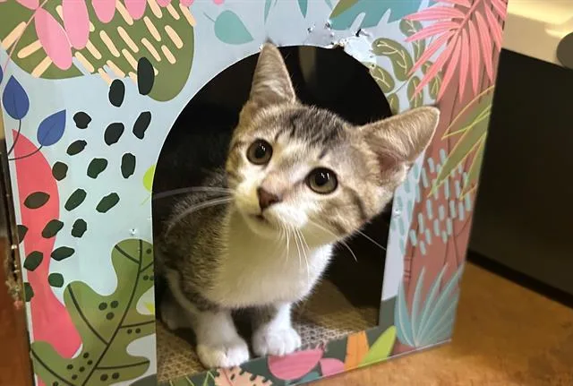 A baby small-sized female Domestic Short Hair cat named Sasha for adoption in Santa Clara, CA