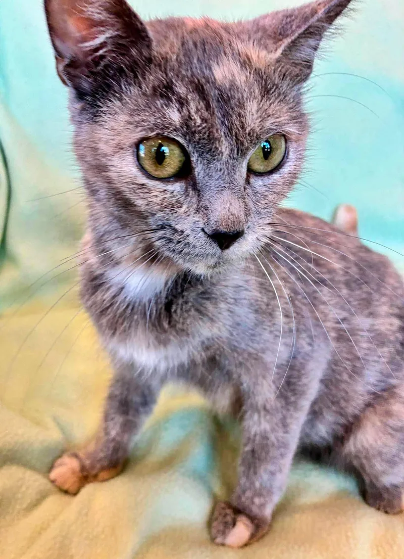 A young medium-sized female Dilute Tortoiseshell Domestic Short Hair cat named Mochi for adoption in Alexandria, MN