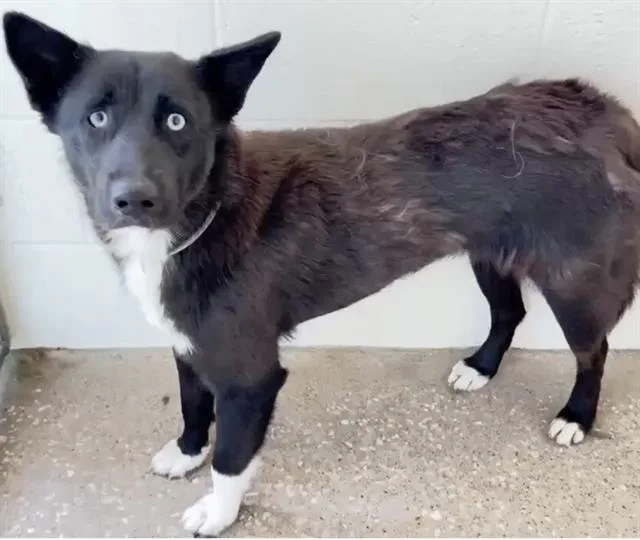 A young medium-sized female Border Collie dog named Jasmine for adoption in Houston, TX
