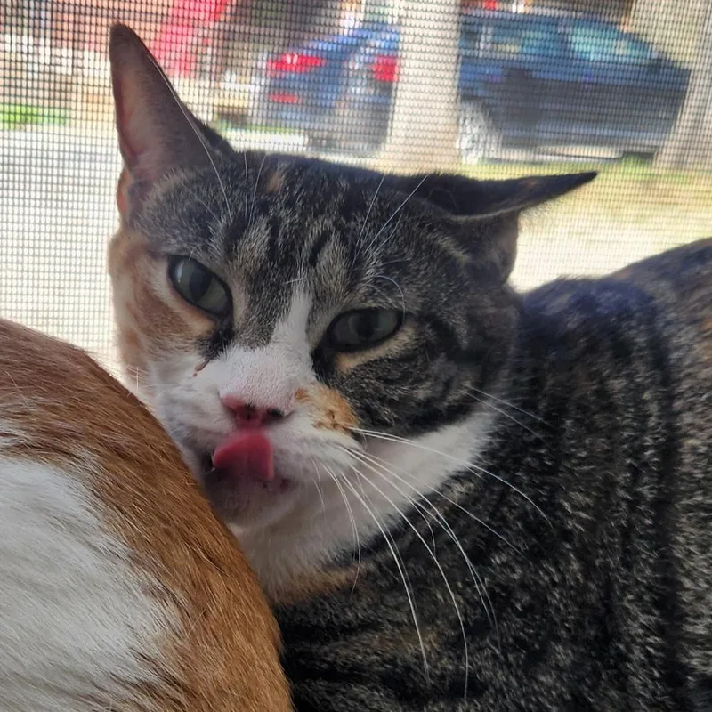 An adult medium-sized female Calico Domestic Short Hair cat named Mj for adoption in Brighton, MO