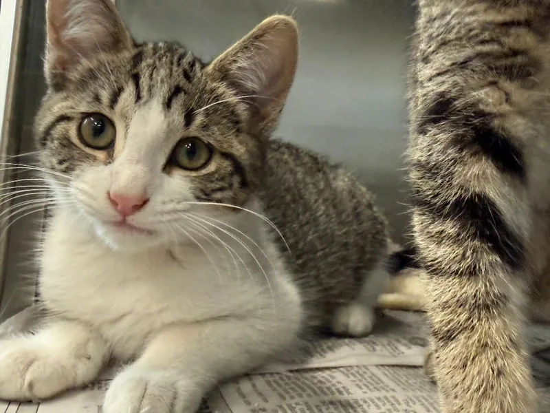 A baby medium-sized female Domestic Short Hair cat named Veronica for adoption in Portland, IN