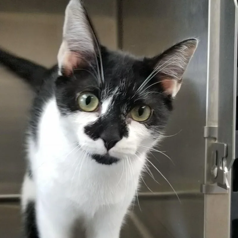 A young small-sized female Black & White / Tuxedo Domestic Short Hair cat named Panda for adoption in Aransas Pass, TX