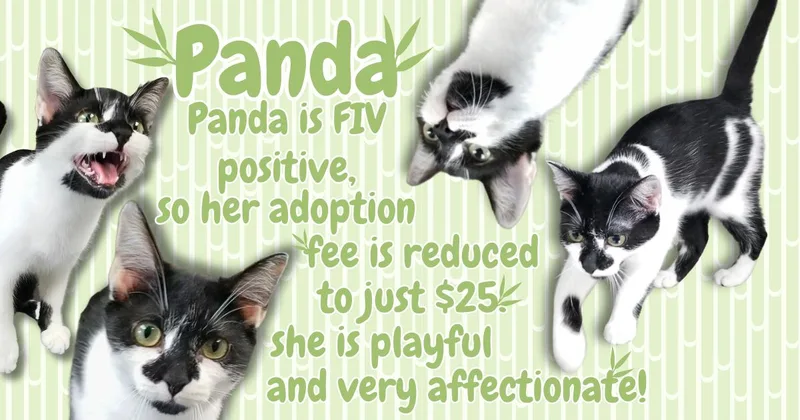 Panda thumbnail 3