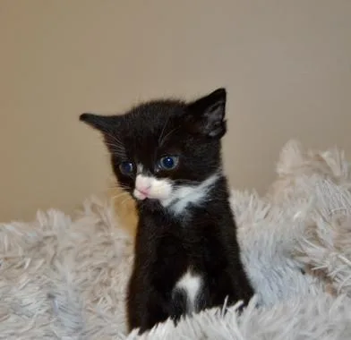 A baby medium-sized male Black & White / Tuxedo Domestic Short Hair cat named Pip for adoption in Liverpool, TX