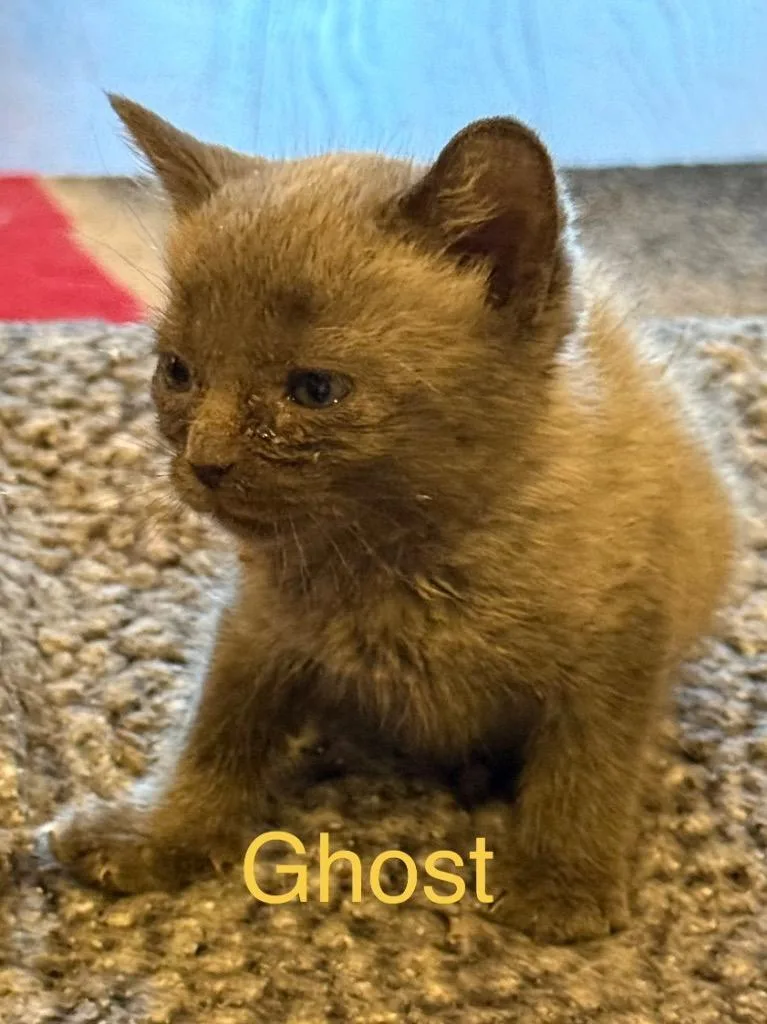 A baby small-sized female Domestic Short Hair cat named Ghost for adoption in Saint Francisville, LA