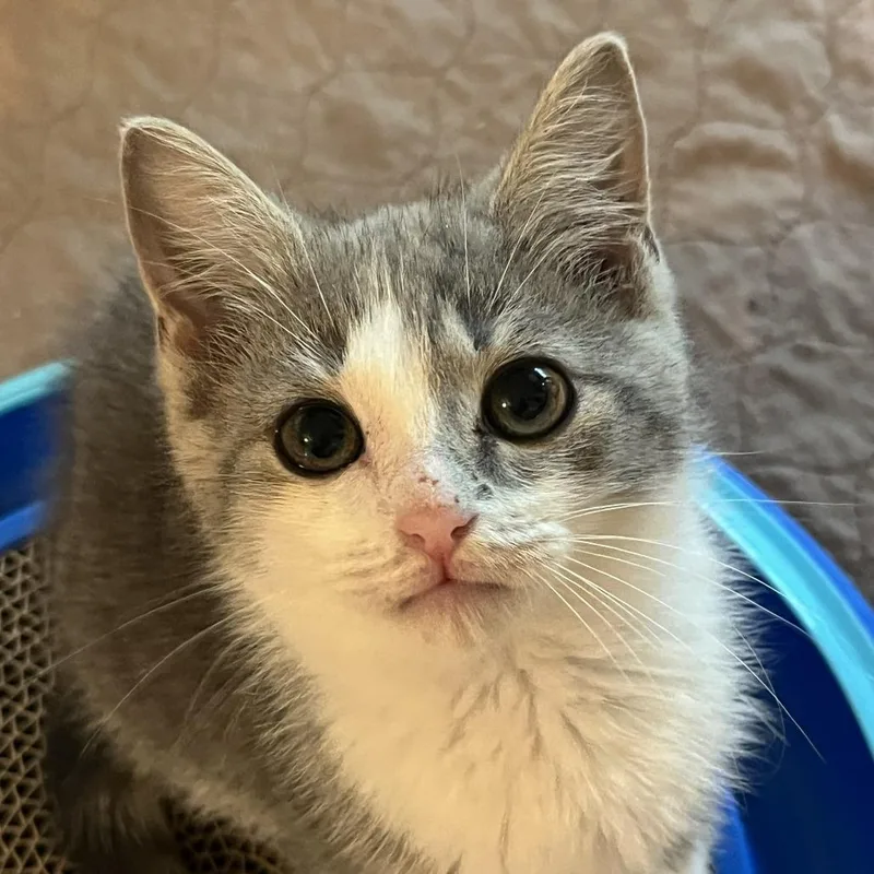 A baby small-sized female Gray / Blue / Silver Domestic Short Hair cat named Allison Short for adoption in Abingdon, MD