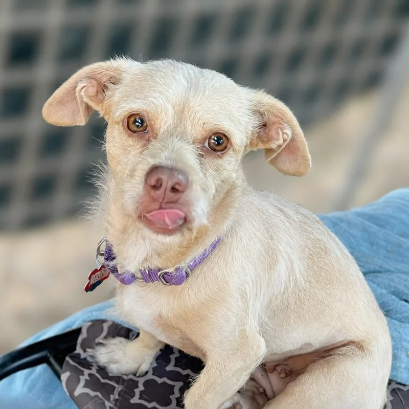 An adult small-sized female Yellow / Tan / Blond / Fawn Chihuahua dog named Pipsy for adoption in Boerne, TX