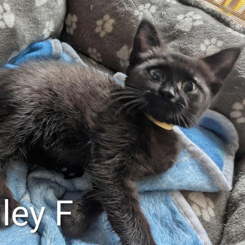 A baby medium-sized female Black Domestic Short Hair cat named Henley for adoption in Beulaville, NC