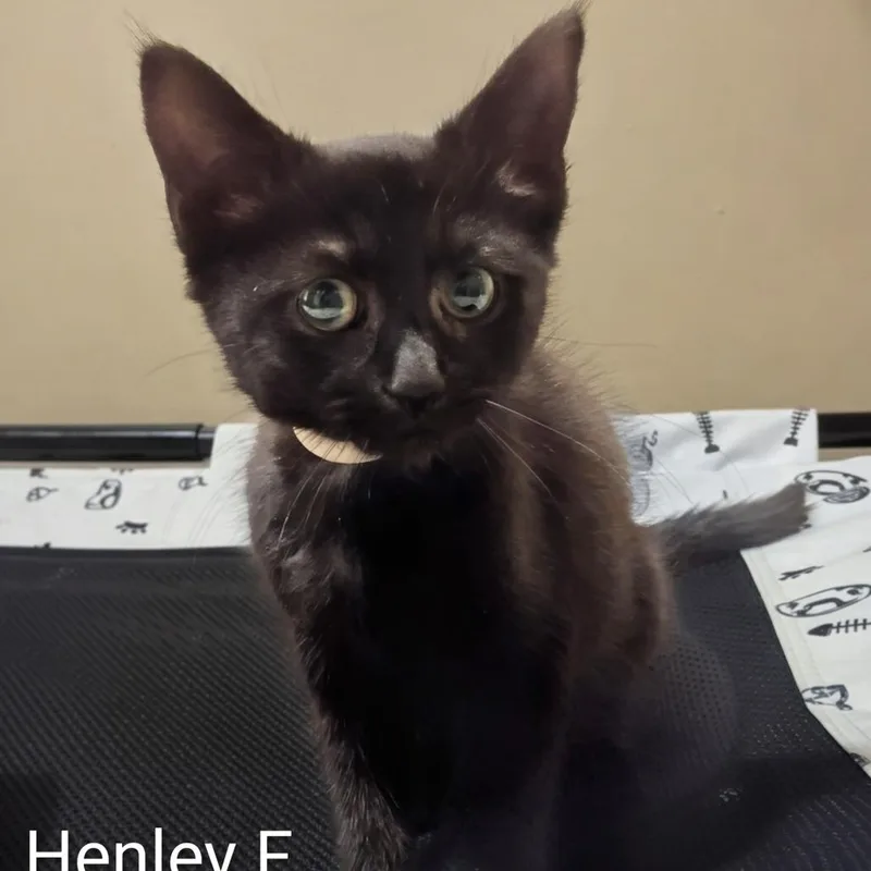 Henley thumbnail 2
