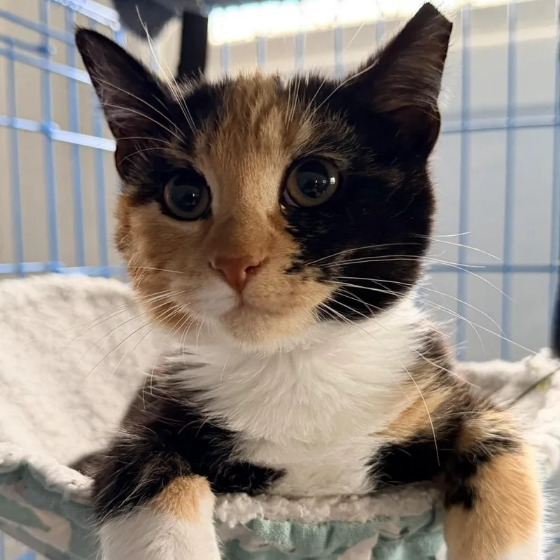 A young small-sized female Calico Domestic Short Hair cat named Velma And Daphne for adoption in Fort Worth, TX