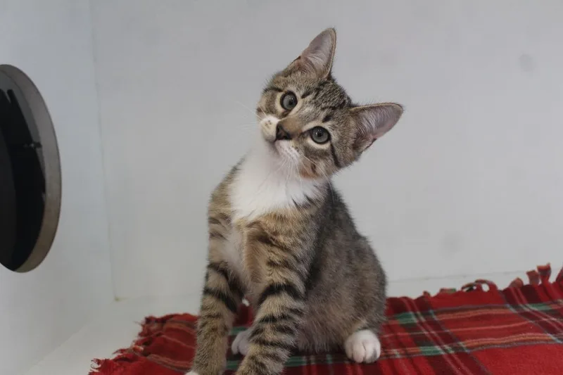 A baby medium-sized male Tabby (Brown / Chocolate) Domestic Short Hair cat named Jupiter for adoption in Chestertown, MD