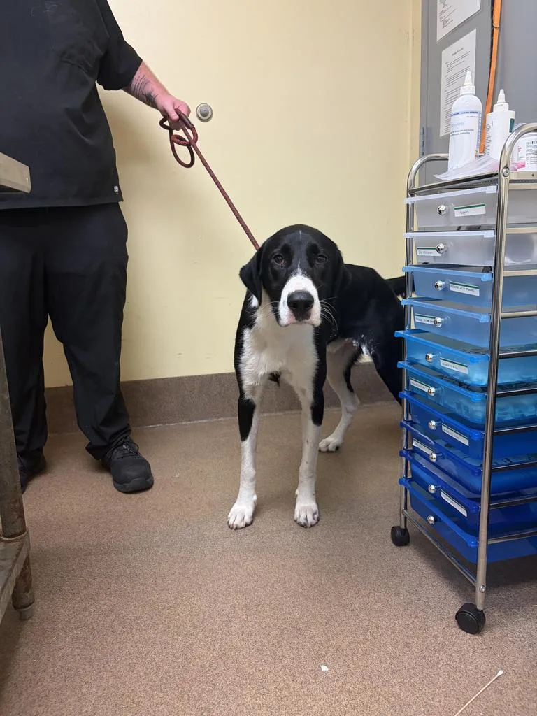 An adult medium-sized male Mixed Breed dog named Costco ✅ for adoption in Florence, SC