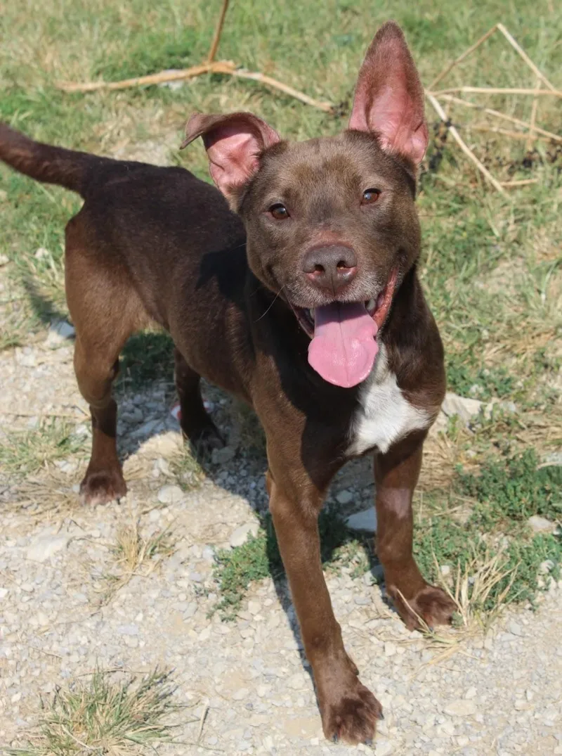 An adult medium-sized male Brown / Chocolate Chocolate Labrador Retriever dog named Stetson for adoption in Berea, KY