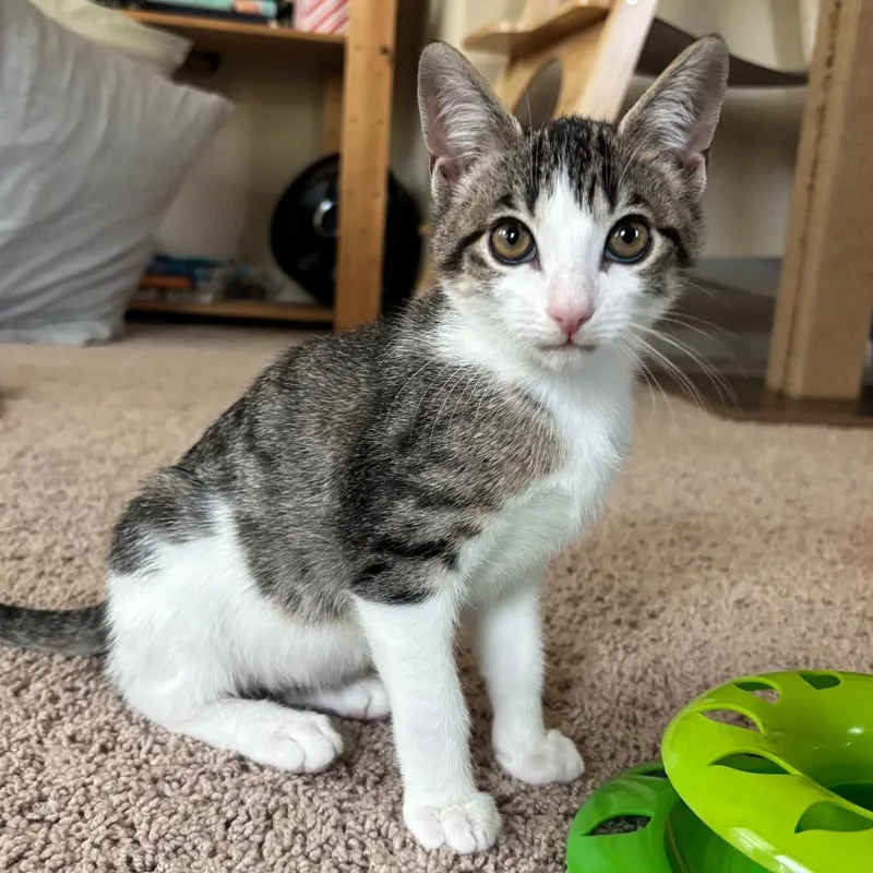 A baby small-sized male Domestic Short Hair cat named Fjord for adoption in Magnolia, TX