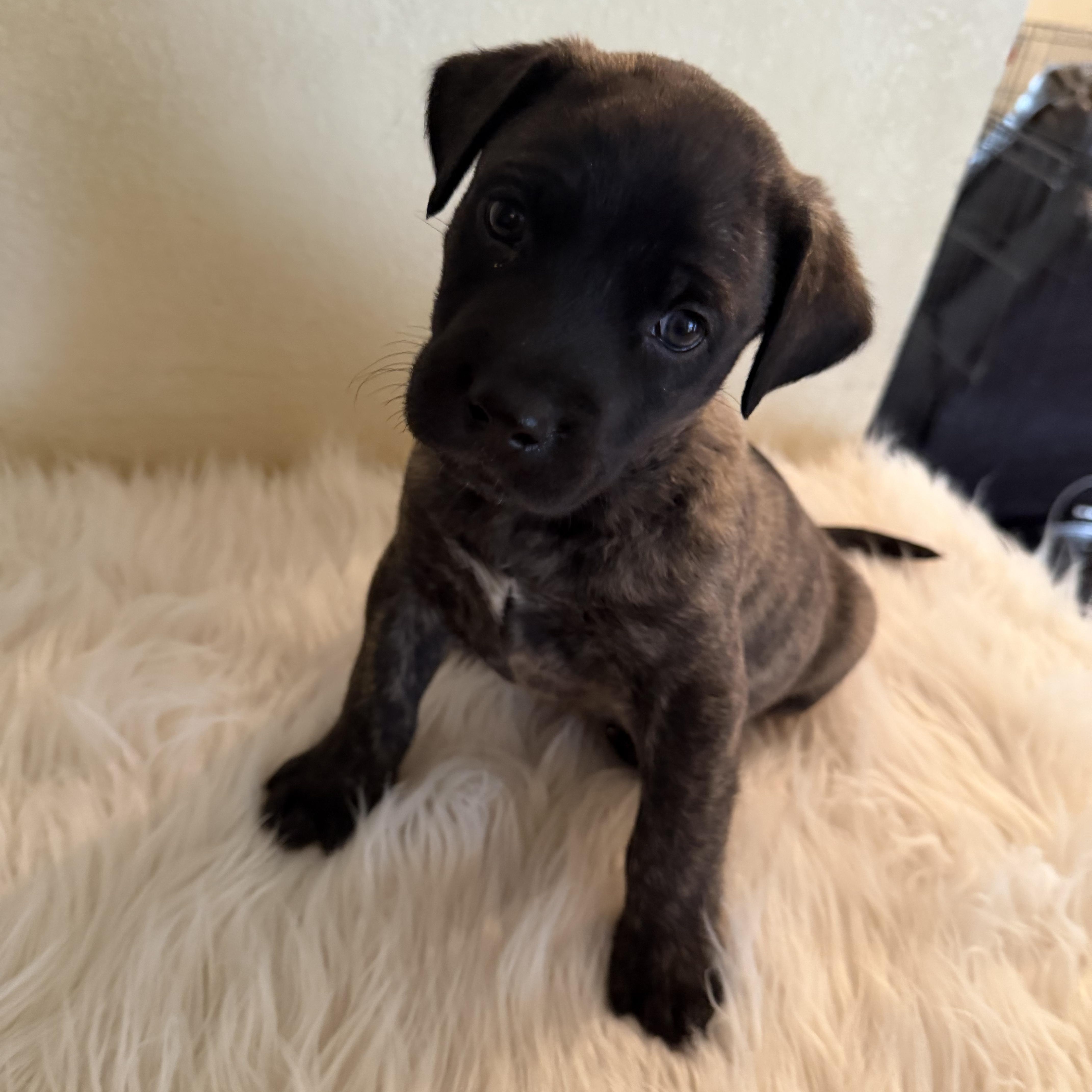 A baby medium-sized female Black American Staffordshire Terrier dog named Journey for adoption in Houston, TX