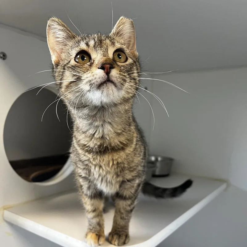 Chanelle thumbnail 2