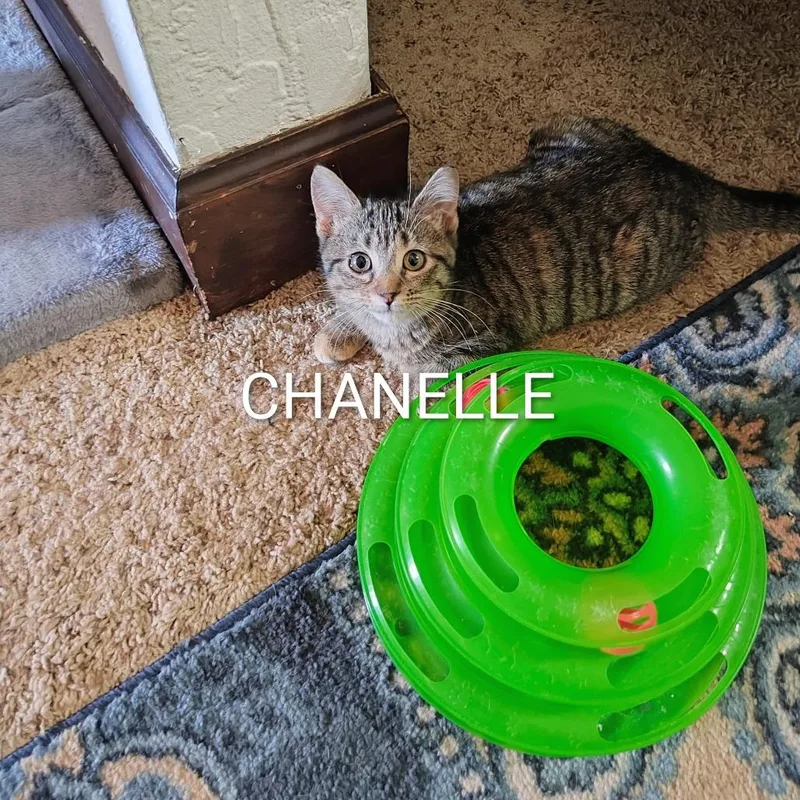 Chanelle thumbnail 3