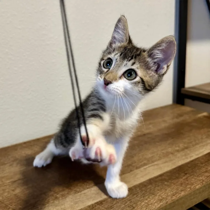 A baby small-sized male Brown / Chocolate Domestic Short Hair cat named Moe for adoption in Houston, TX