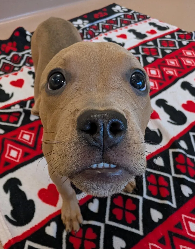 A baby medium-sized female Pit Bull Terrier dog named Phoebe A for adoption in Plano, TX