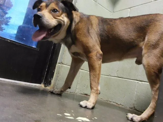An adult medium-sized male Pit Bull Terrier dog named Copperhead for adoption in Tulsa, OK