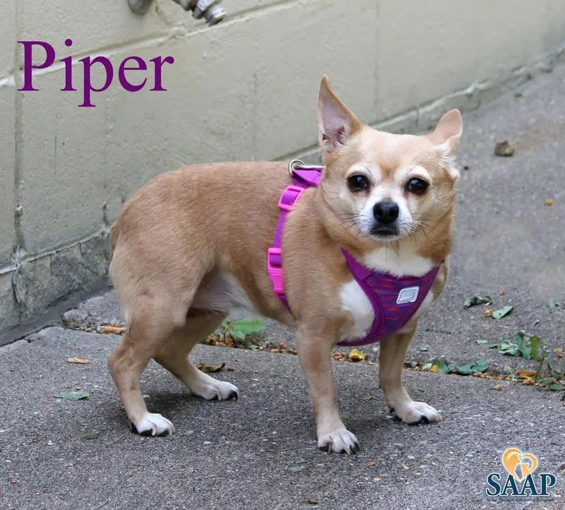 Piper