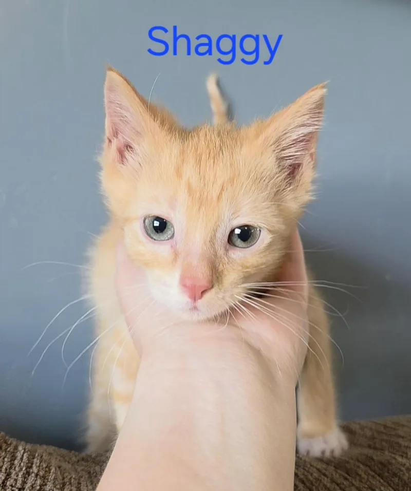 Shaggy thumbnail 2