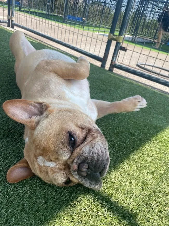 An adult medium-sized male French Bulldog dog named Thomas for adoption in Hopkinsville, KY