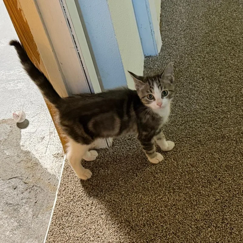 A baby small-sized female Brown / Chocolate Domestic Short Hair cat named Squeak for adoption in Minneapolis, MN
