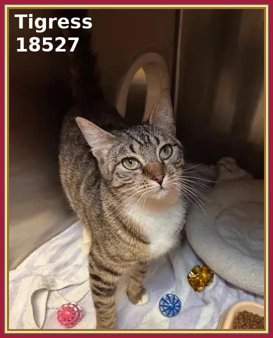A young medium-sized female Tabby (Brown / Chocolate) Domestic Short Hair cat named Tigress for adoption in Marietta, GA
