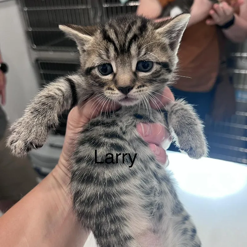A baby small-sized male Brown / Chocolate Domestic Short Hair cat named Larry for adoption in Scituate, MA