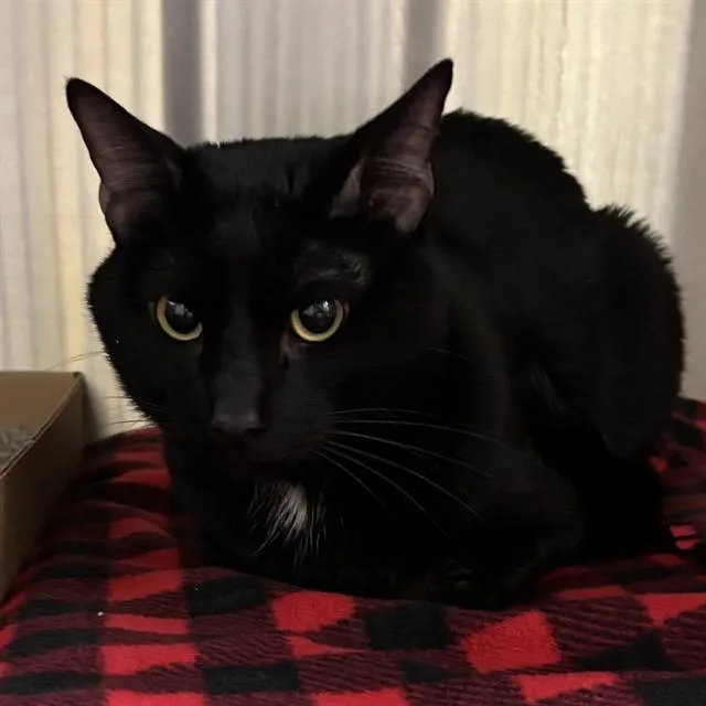 A young small-sized male Domestic Short Hair cat named Eustace for adoption in St. Louis, MO