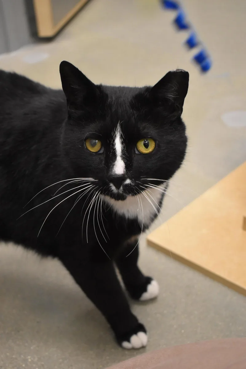 An adult large-sized male Black & White / Tuxedo Domestic Short Hair cat named Megstufforeokc for adoption in Greenville, DE