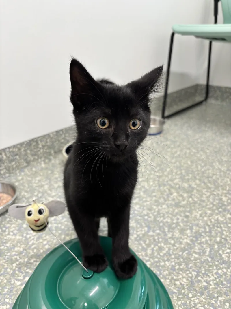 A baby medium-sized male Black Domestic Short Hair cat named Rocky for adoption in Waldport, OR