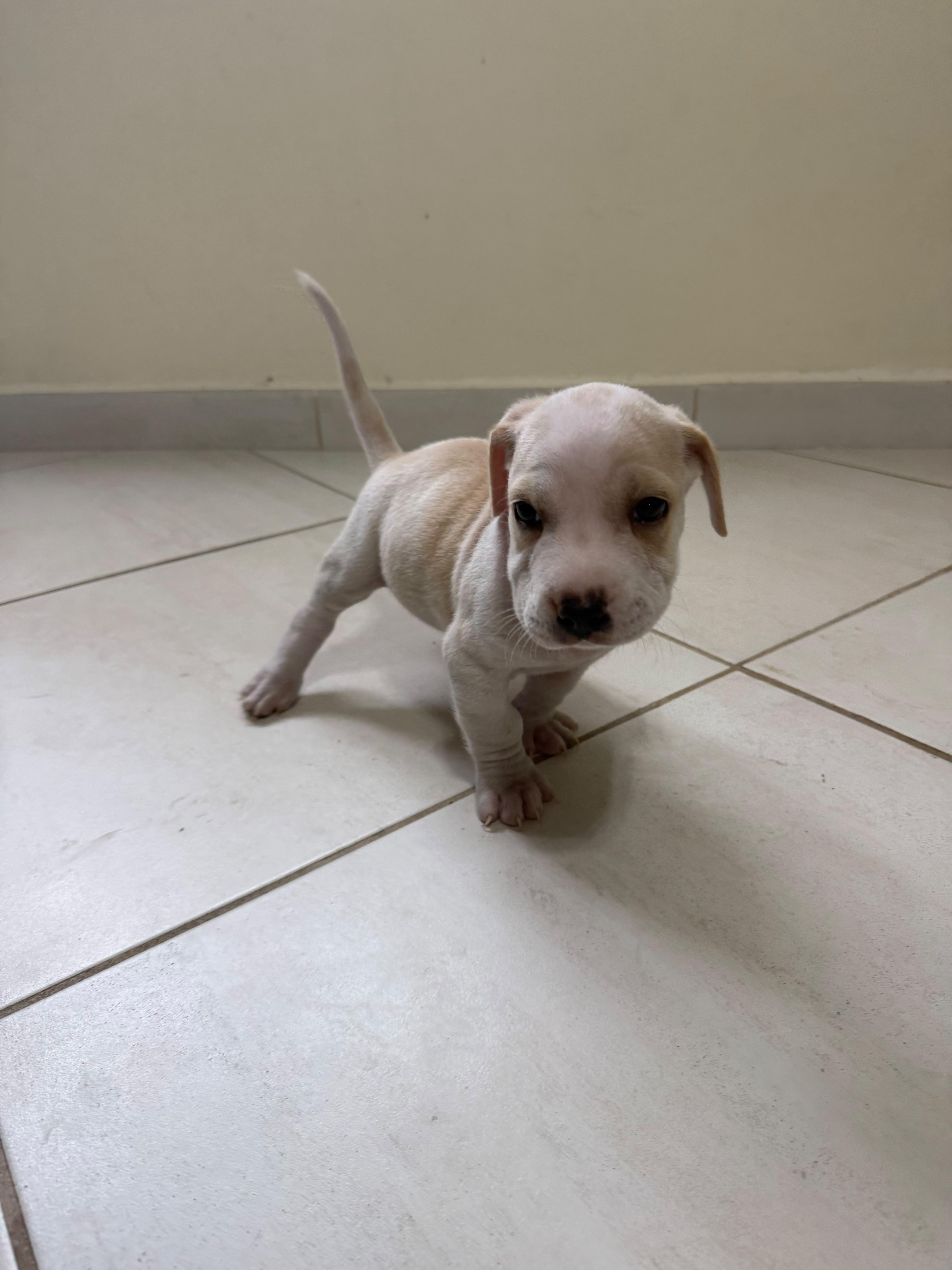 A baby small-sized male Chihuahua dog named Cloud for adoption in Fort Belvoir, VA