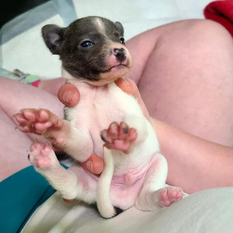 Chili thumbnail 5