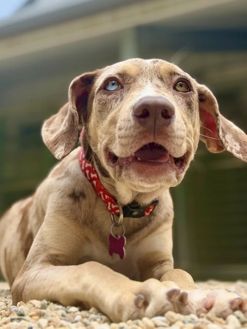 A young medium-sized female Catahoula Leopard Dog dog named Tulip for adoption in West Cornwall, CT