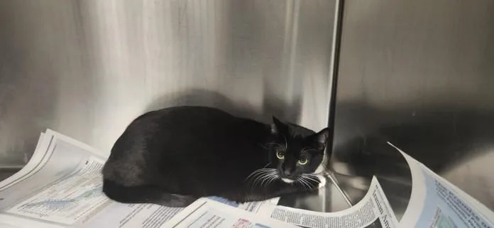 A young medium-sized male Exotic Shorthair cat named Bart for adoption in Los Angeles, CA