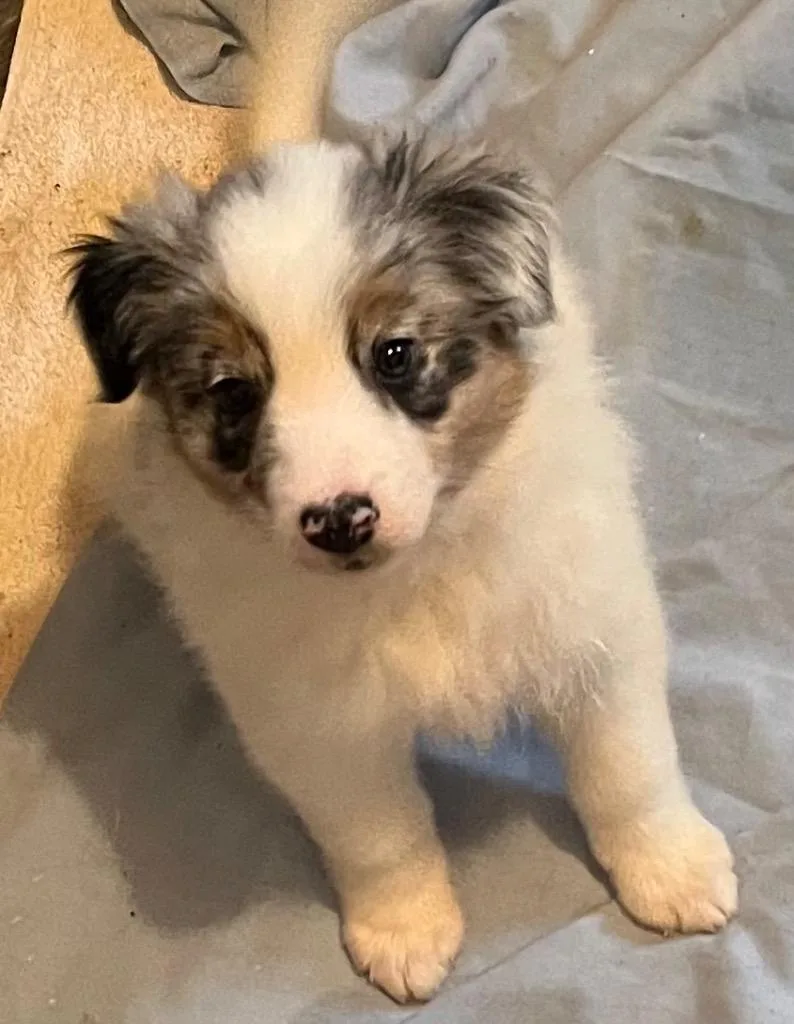 Liberty