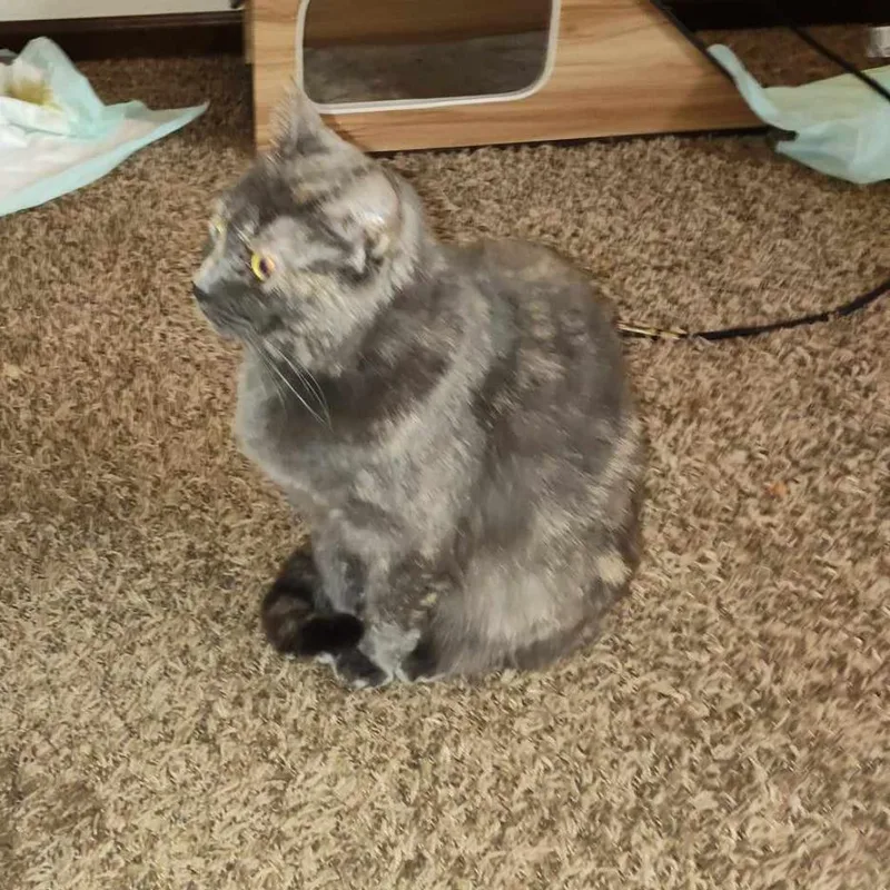 Tinkerbell thumbnail 2